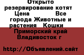 Открыто резервирование котят › Цена ­ 15 000 - Все города Животные и растения » Кошки   . Приморский край,Владивосток г.